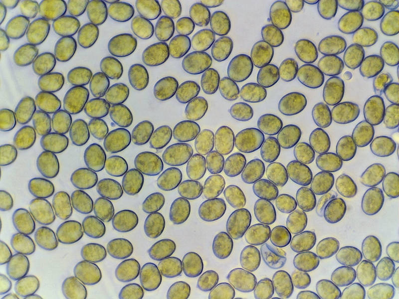 Spores of mushroom mushroom <B>Amanita canescens</B>(?) under a microscope in iodine solution, collected in Lick Creek Park. College Station, Texas, May 15, 2022