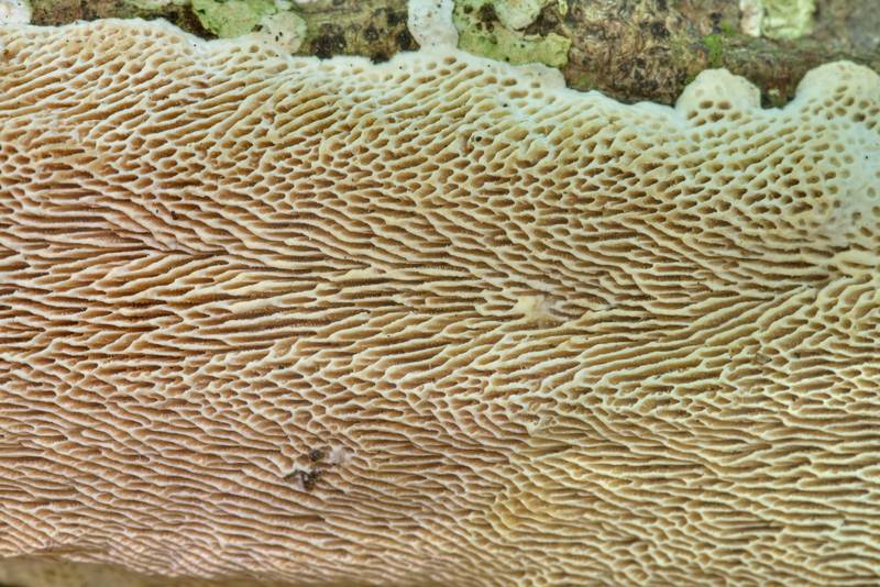 Texture of resupinate polypore mushroom <B>Megasporoporia setulosa</B> on a fallen tree branch in area of Winters Bayou in Sam Houston National Forest east from Waverly. Texas, <A HREF="../date-en/2022-05-28.htm">May 28, 2022</A>