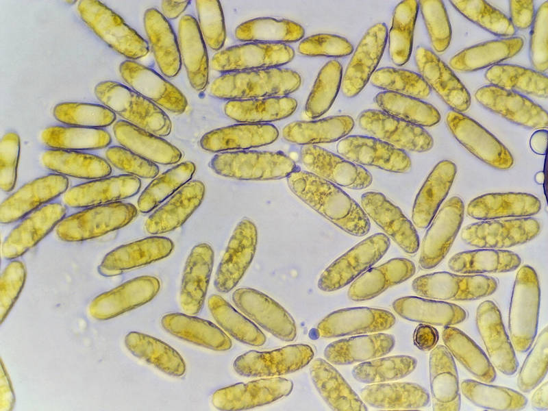 Spores of resupinate polypore mushroom <B>Megasporoporia setulosa</B> collected in Sam Houston National Forest a day before. Texas, May 29, 2022