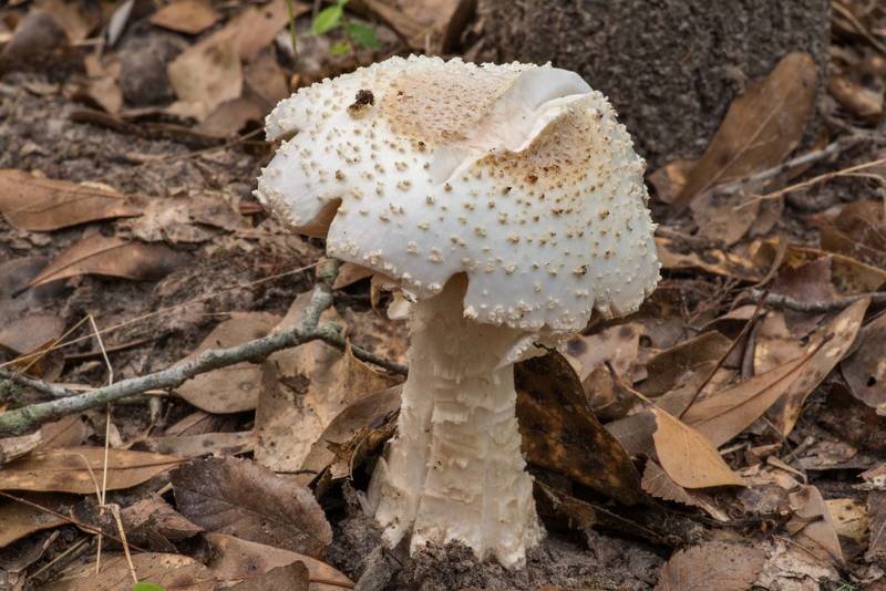Side view of Amanita canescens(?) mushroom in Lick Creek Park. College Station, Texas, June 8, 2022