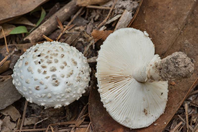 Mushrooms <B>Amanita canescens</B>(?) on Kirby Nature Trail in Big Thicket National Preserve. Warren, Texas, <A HREF="../date-en/2022-06-12.htm">June 12, 2022</A>