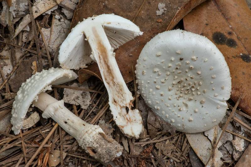 Cross section of mushrooms Amanita canescens(?) on Kirby Nature Trail in Big Thicket National Preserve. Warren, Texas, June 12, 2022