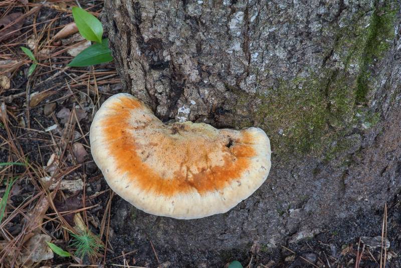 Polypore mushroom <B>Inonotus quercustris</B> on an oak on Caney Creek section of Lone Star Hiking Trail in Sam Houston National Forest north from Montgomery. Texas, <A HREF="../date-en/2022-08-14.htm">August 14, 2022</A>