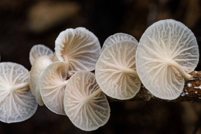 Small white mushrooms <B>Marasmiellus candidus</B> on a fallen twig near Pole Creek on North Wilderness Trail of Little Lake Creek Wilderness in Sam Houston National Forest north from Montgomery. Texas, <A HREF="../date-en/2022-08-20.htm">August 20, 2022</A>