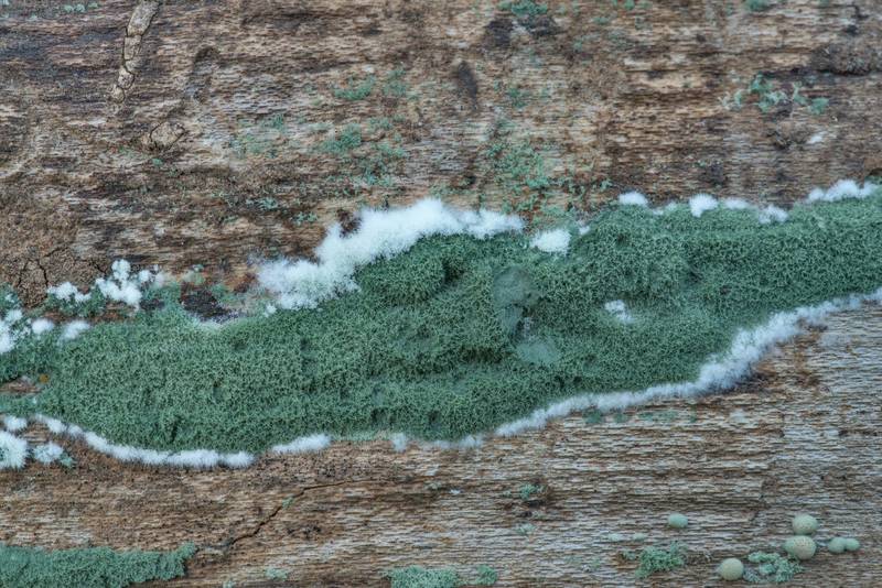 Fungus Trichoderma viride on a log on Racoon Run Trail in Lick Creek Park. College Station, Texas, August 24, 2022