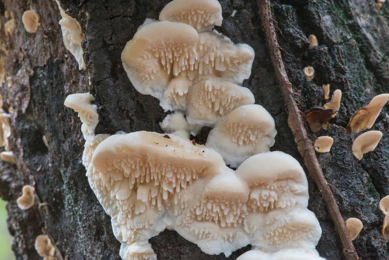 Young spongy toothed polypore mushrooms (Sarcodontia pachyodon) on a dry oak tree on Caney Creek section of Lone Star Hiking Trail in Sam Houston National Forest north from Montgomery. Texas, September 4, 2022