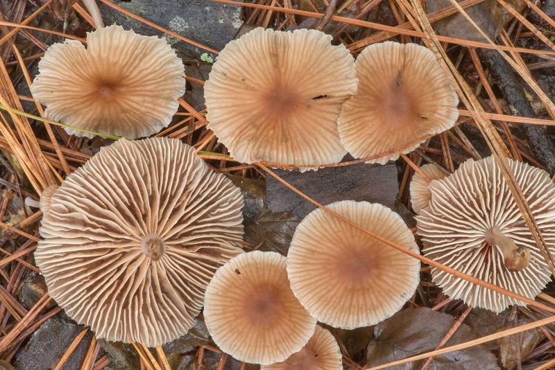 Foetid parachute mushrooms (Gymnopus foetidus(?)) on Caney Creek Trail (Little Lake Creek Loop Trail) in Sam Houston National Forest north from Montgomery. Texas, September 4, 2022