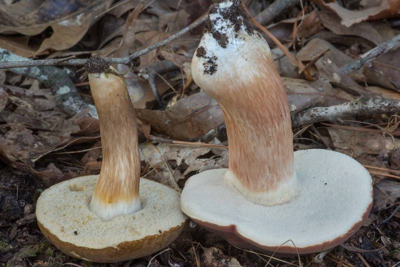 Underside of bolete mushrooms <B>Xanthoconium affine</B> and Xanthoconium purpureum on Sand Branch Loop Trail in Sam Houston National Forest near Montgomery. Texas, <A HREF="../date-en/2022-09-10.htm">September 10, 2022</A>