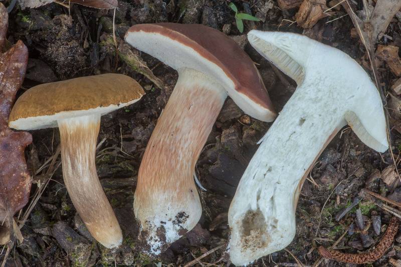 Bolete mushrooms Xanthoconium affine and Xanthoconium purpureum with a cross section on Sand Branch Loop Trail in Sam Houston National Forest near Montgomery. Texas, September 10, 2022