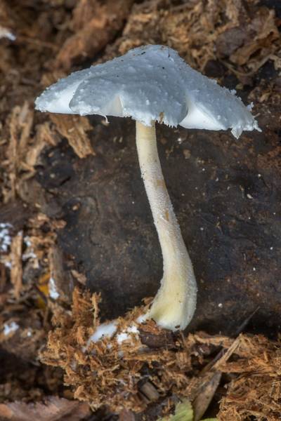 Side view of Leucocoprinus cretaceus mushroom on rotting wood of elm, hackberry or oak in Lick Creek Park. College Station, Texas, September 12, 2022