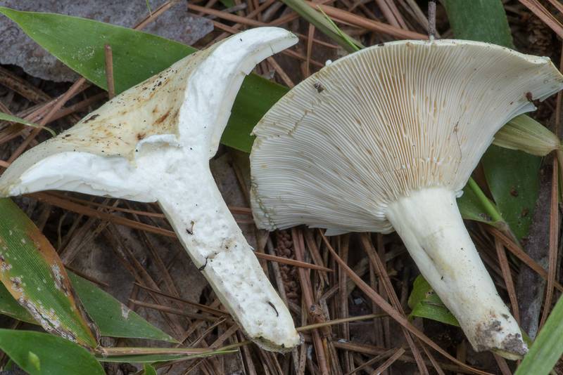 Cross section of a milkcap mushroom Lactifluus glaucescens in Pole Creek area of Sam Houston National Forest near Montgomery. Texas, September 16, 2022