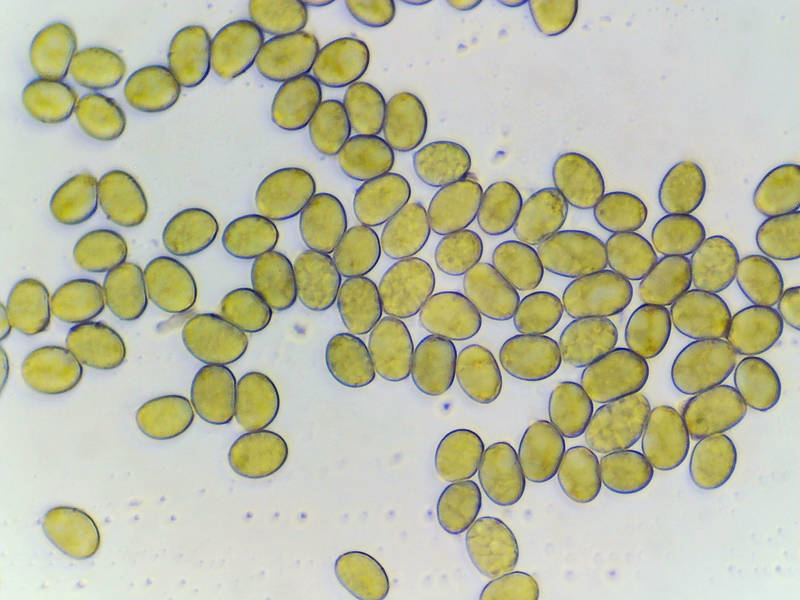 Spores of a mushroom <B>Amanita cinereoconia</B> collected on Caney Creek Trail (Little Lake Creek Loop Trail) in Sam Houston National Forest north from Montgomery. Texas, September 17, 2022